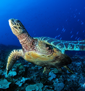 Initiation à la plongée