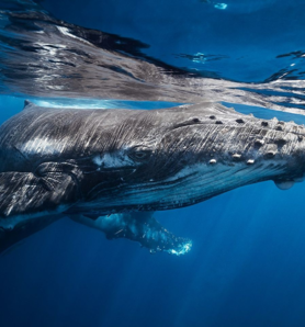 Sortie bateau avec Mayotte Découverte | Découvrez