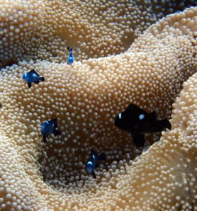 Baptême de plongée