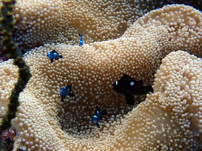 Baptême de plongée