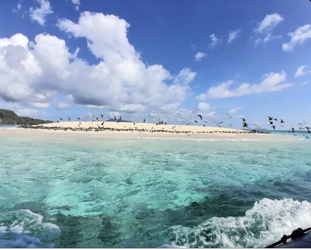 SORTIE LAGON – ÎLOTS DU SUD 🐬