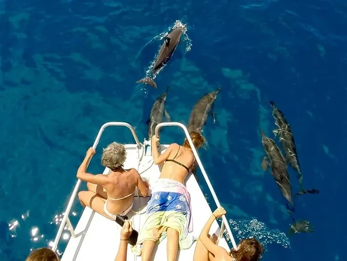 Sortie Bateau avec Sea Blue | Safari Dauphins & Découverte du Lagon